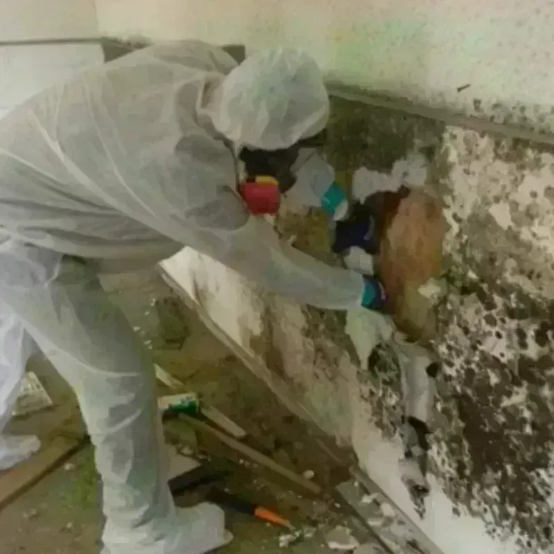 Mold Remediation and Removal in Lee County, NC